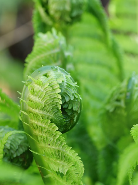 Pousse verte fraîche de fougère