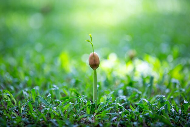 Pousse Verte De Plus En Plus De Graines Sur Le Sol