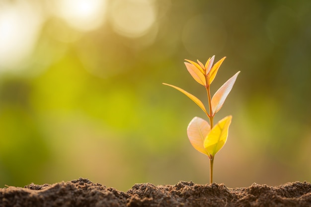 Pousse verte poussant dans le sol avec la lumière du soleil extérieure et l'arrière-plan flou vert. Concept de croissance et d'environnement