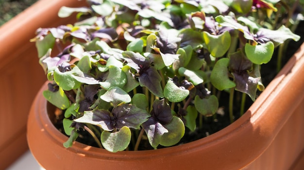 Pousses de basilic frais dans un pot de fleurs