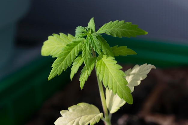 Pousses de basilic violet dans une serre Production industrielle de légumes verts en gros plan