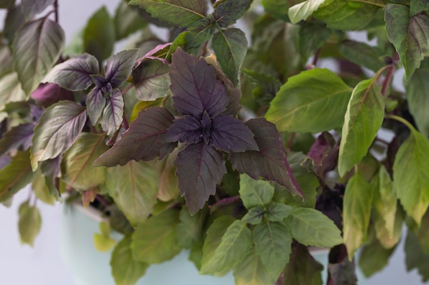 Pousses de basilic violet dans une serre Production industrielle de légumes verts