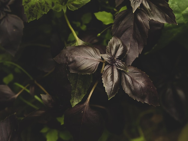 Pousses de basilic violet dans une serre verte maison