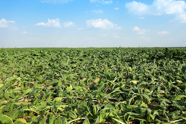 Pousses de betterave à sucre de canne à sucre fanées qui ont flétri pendant la sécheresse, problèmes de récolte, gros plan