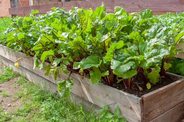 Pousses de betteraves vertes dans un petit jardin clôturé avec des planches. Image horizontale.