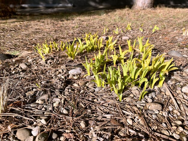 Des pousses d'herbe sont apparues sur le sol du printemps