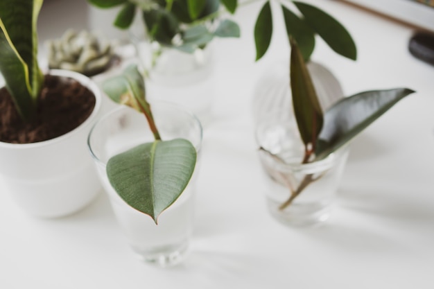 Pousses de jeunes plantes d'intérieur dans un verre d'eau