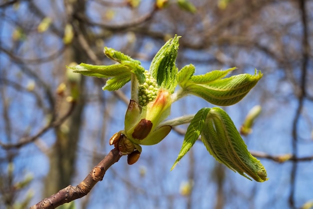 pousses d'un marronnier sur fond de branches et d'un ciel bleu clair