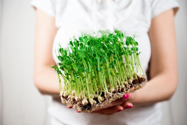 Pousses de micro-verts de pois dans les mains de la femme