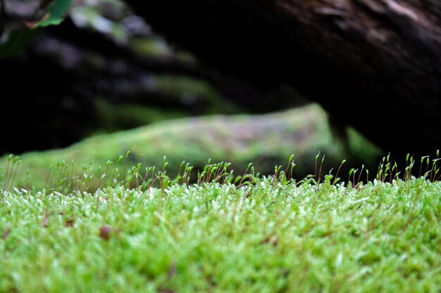 Pousses de mousse poussant dans la forêt, macro de mousse, herbe verte et mousse.