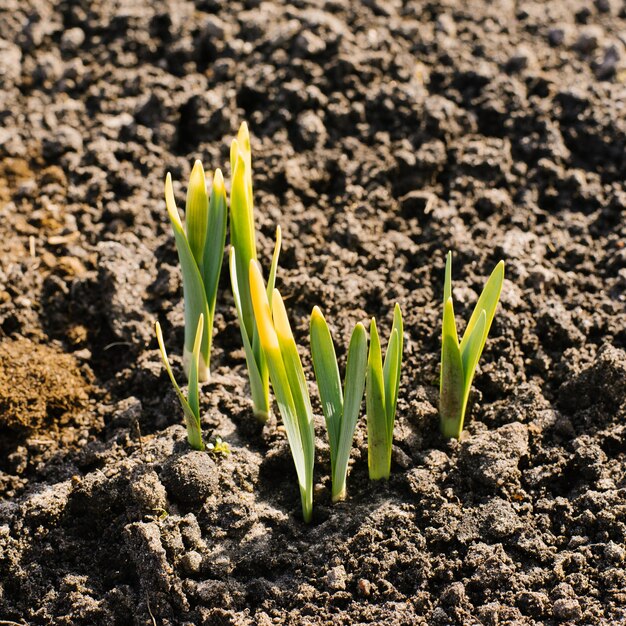 Les pousses de narcisse sortent du sol au printemps dans le jardin