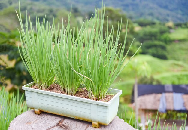 Les pousses d'oignon des semis verts en pot dans le potager sur la montagne