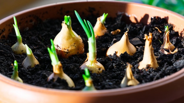 Pousses d'oignon vert dans un pot de fleur