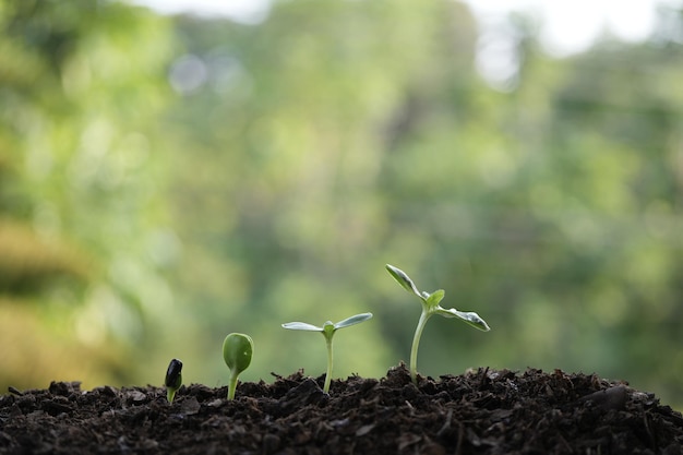 Les pousses des plantes en croissance s'alignent