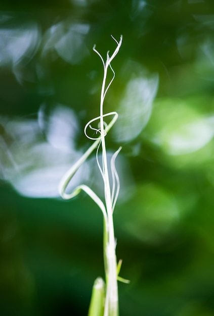 Les pousses des plantes poussent le vert vacillant mince