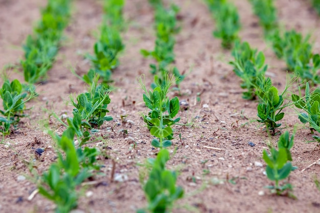 Pousses de pois verts dans le champ