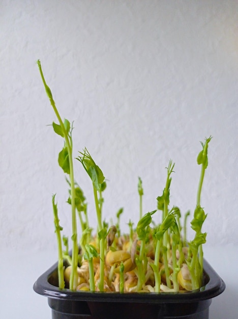 Pousses de pois verts dans des pots noirs faits maison