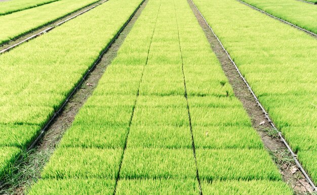 pousses de riz vert sur plateau en plastique en rouleau