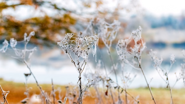 Photo pousses sèches couvertes de givre d'herbe près de la rivière