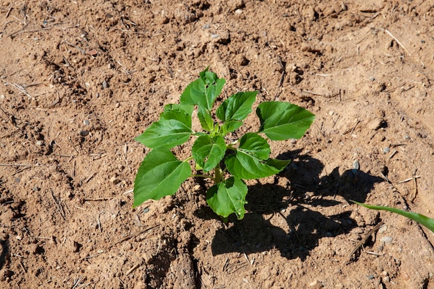 Pousses de tournesol vertes sur un champ agricole mixte