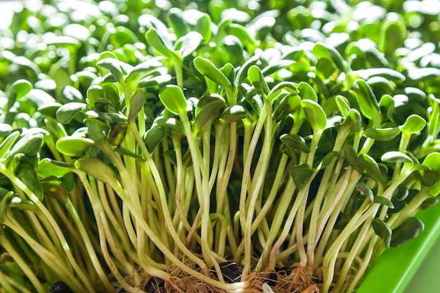 Pousses de tournesol vertes cultivées à la maison. Le concept d'aliments sains, de produits écologiques, de micro-verts.