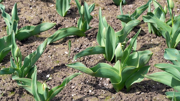 Pousses de tulipes dans le jardin, mise au point sélective