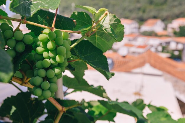 Photo des pousses vertes de la branche de raisin poussant dans la vigne dans le jardin de printemps sur le fond de la ville