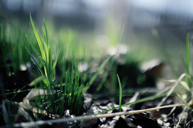 pousses vertes de fond de printemps de jeunes herbes