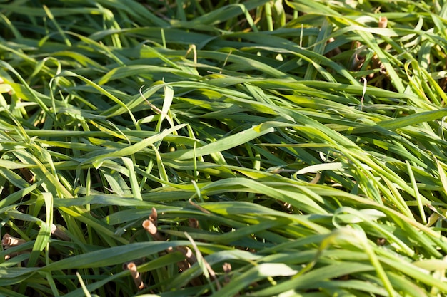 Pousses vertes d'herbe et de blé poussant avec chaume une vieille récolte de céréales, gros plan sur un champ agricole