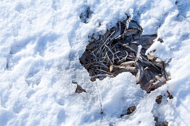 Pousses vertes d'herbe traversant la neige