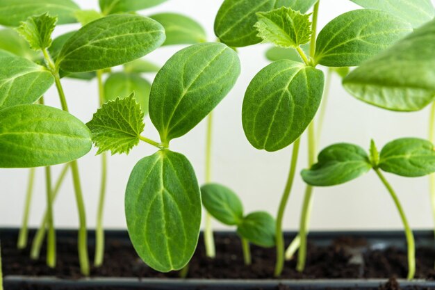 Pousses vertes d'une jeune plante d'une agriculture avec de grandes feuilles en gros plan