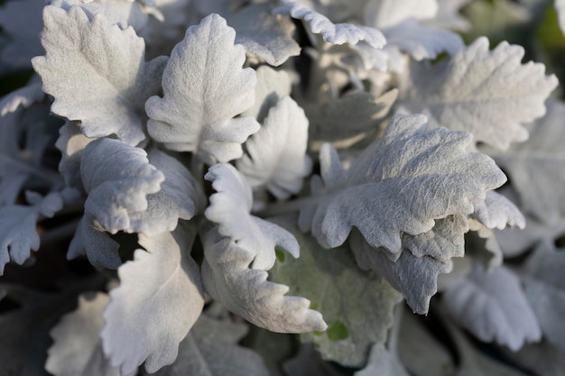 Poussière d'argent Dusty Miller maritima feuille macro