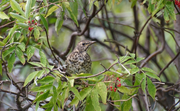 Un poussin adulte d'un merle (Turdus pilaris) est assis sur une branche de sureau. Sibérie occidentale. Russie