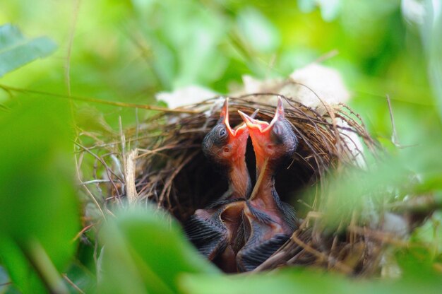 Photo un poussin affamé au nid.