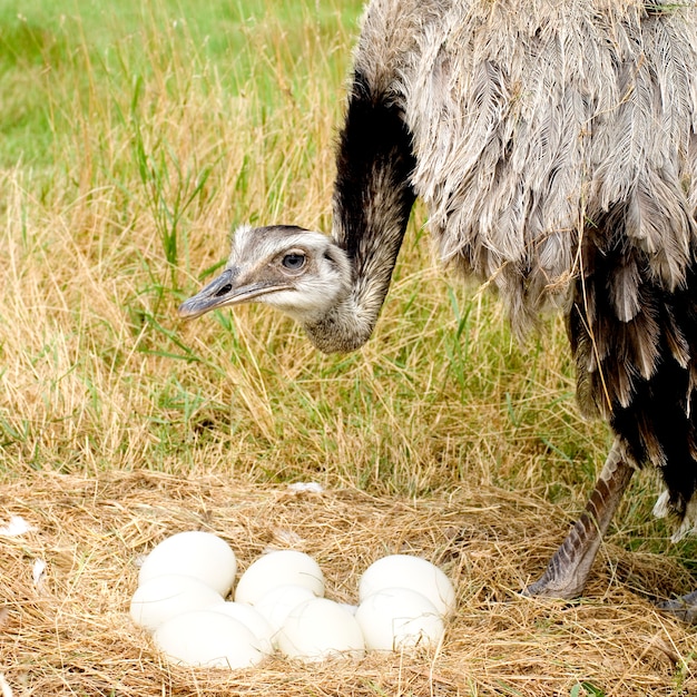 Poussin d'autruche devant un fond blanc