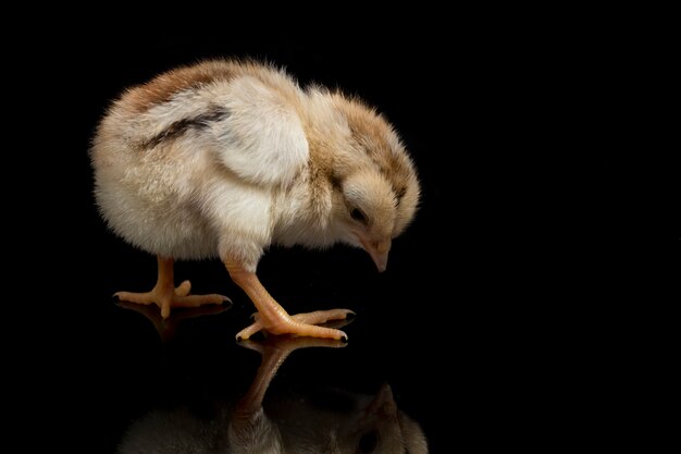 Un poussin brun nouveau-né sur fond noir