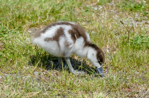 Photo poussin de canard du paradis