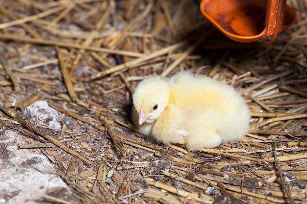 Poussin dans une ferme avicole