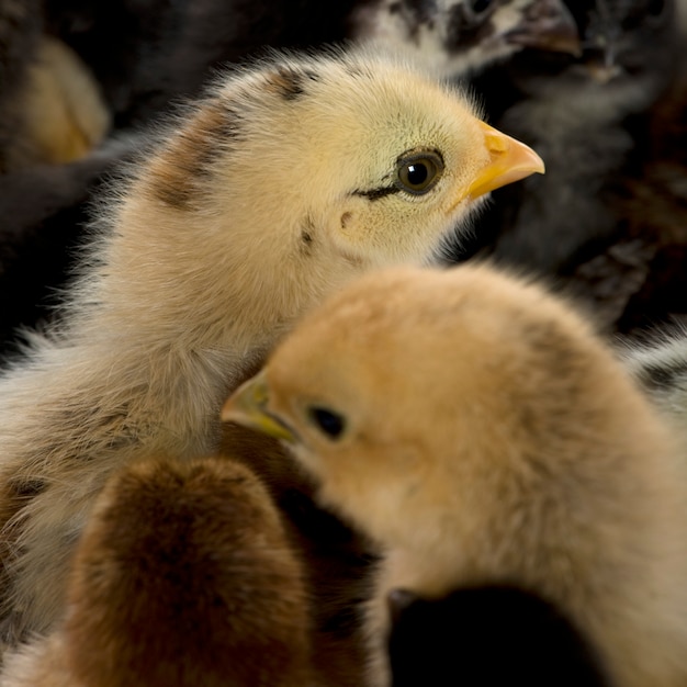 Poussin, debout