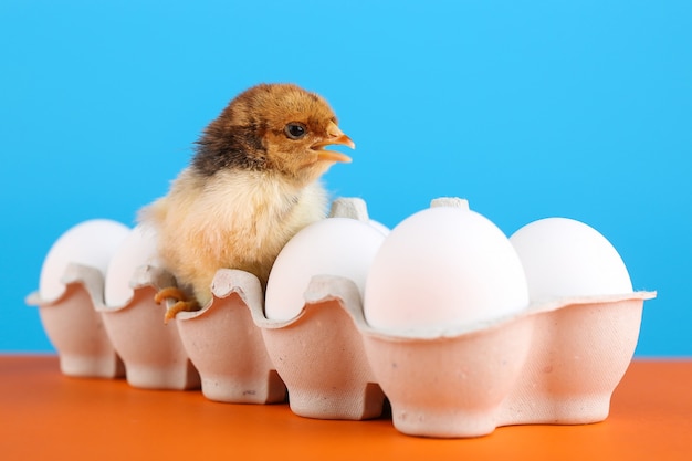 Photo poussin est sur une boîte d'oeufs en carton sur fond de couleur