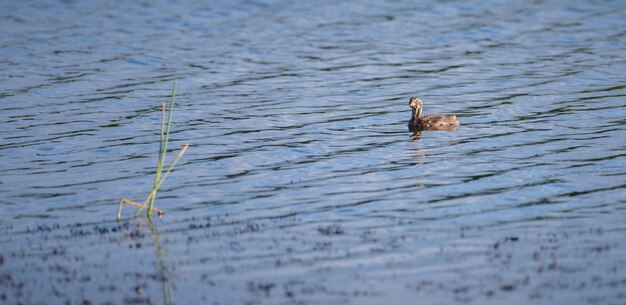 Photo un poussin de grèbe castagneux flotte dans le lac en attendant que sa mère refait surface