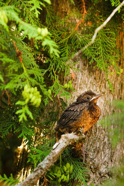 Un poussin de grive est assis sur une branche d'arbre L'oiseau est un petit merle assis sur l'arbre