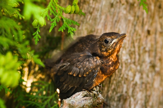 Un poussin de grive est assis sur une branche d'arbre L'oiseau est un petit merle assis sur l'arbre