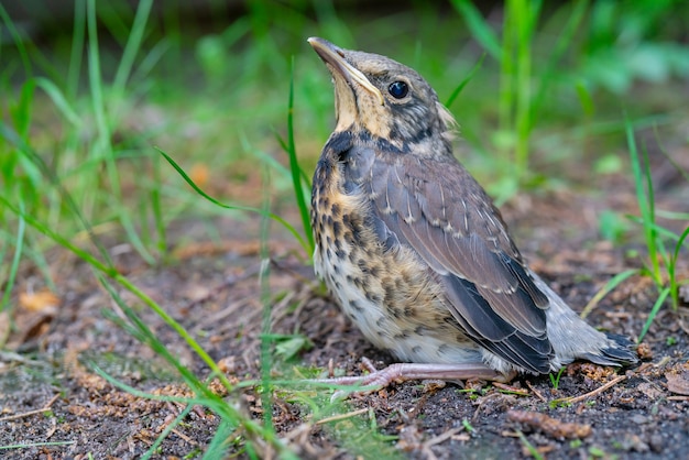 Un poussin de grive est tombé du nid. Un petit oiseau est assis par terre.