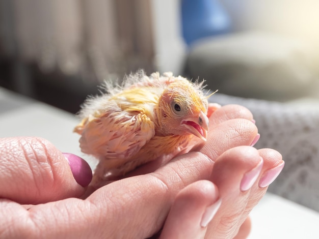 Poussin impuissant drôle hurle dans les paumes Gros plan du canari ch