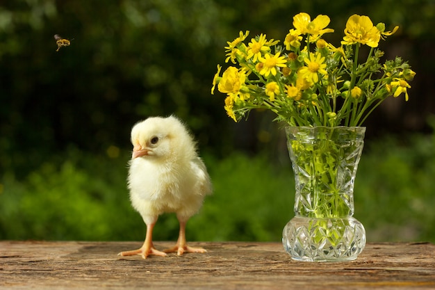 Poussin jaune mignon posant avec un bouquet de fleurs journée ensoleillée de printemps