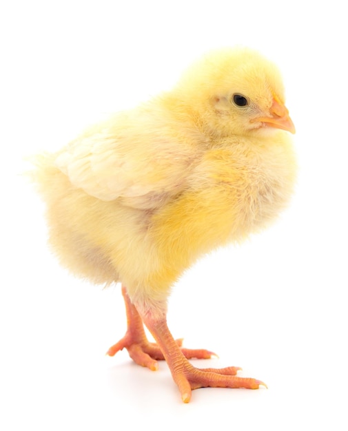 Un poussin jaune