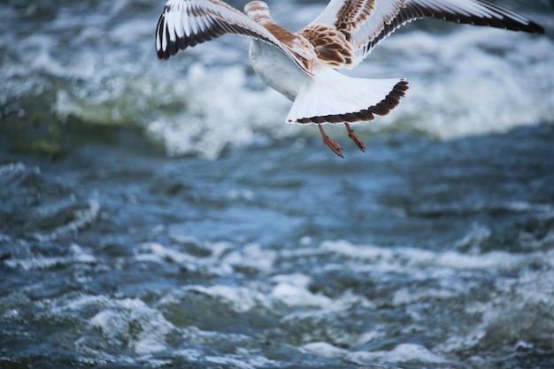 Poussin de mouette planant au-dessus de l'eau