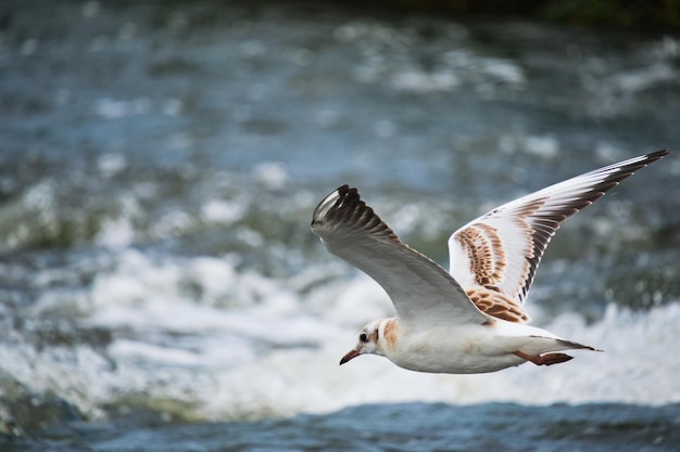 Poussin de mouette planant au-dessus de l'eau