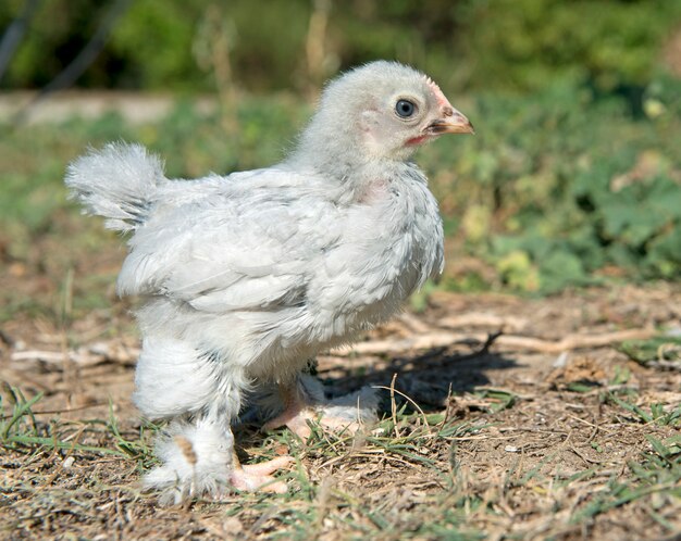 poussin nain pekin